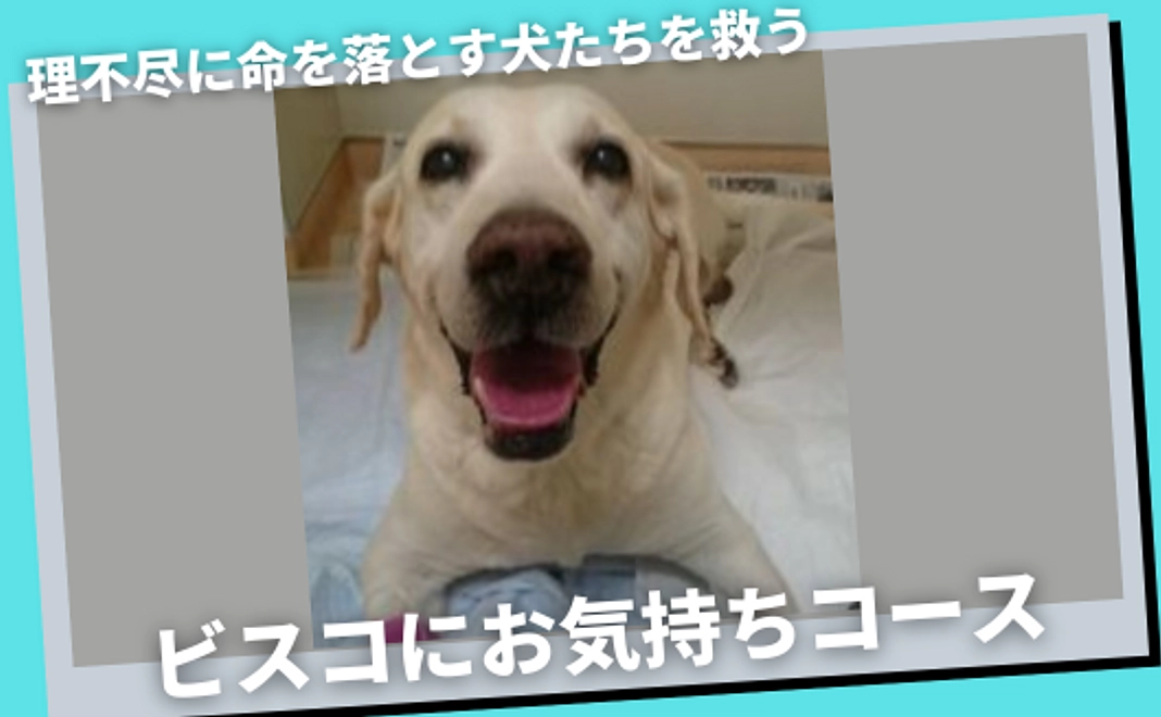 理不尽に命を落とす犬たちを救うご支援プラン　ビスコにお気持ちコース