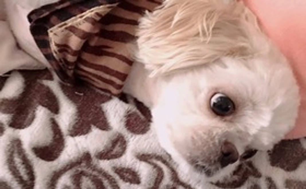 おはぎを救う支援2