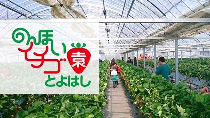 台風12号の被害にあった豊橋唯一のいちご狩り園を再建したい！