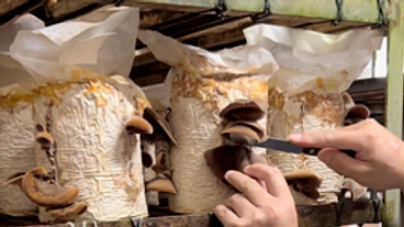 大自然の鳥取から新鮮で美味しい～健康きぐらげをお届けしたい のトップ画像