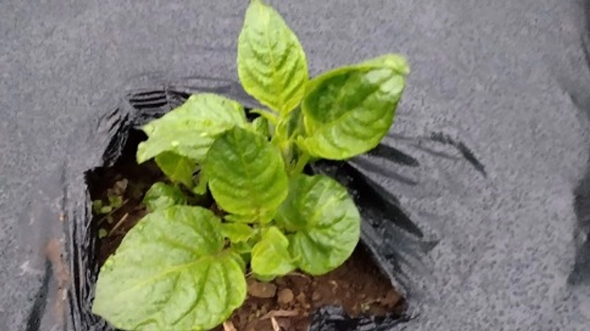 じゃがいもを植えました！　～その４　芽が出た！～