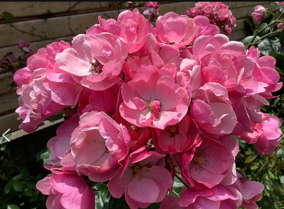 6月21日Bremen　 総会無事終了いたしました。