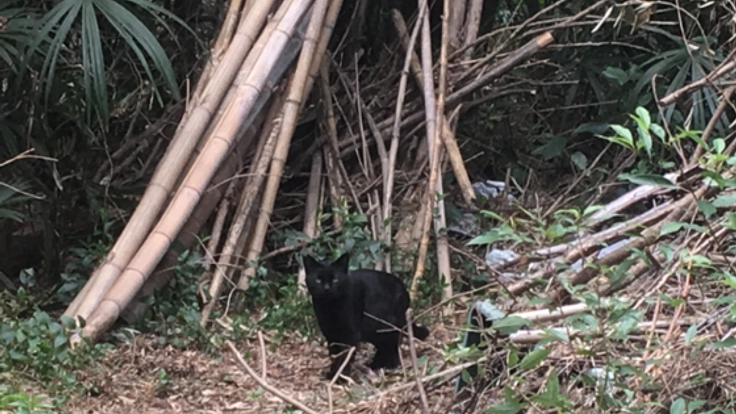 今秋にも住処がなくなる宮前平の猫たちの家族を見つけたい。