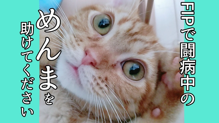 FIPで闘病中の【めんま】を助けてください！この子の命を守りたい