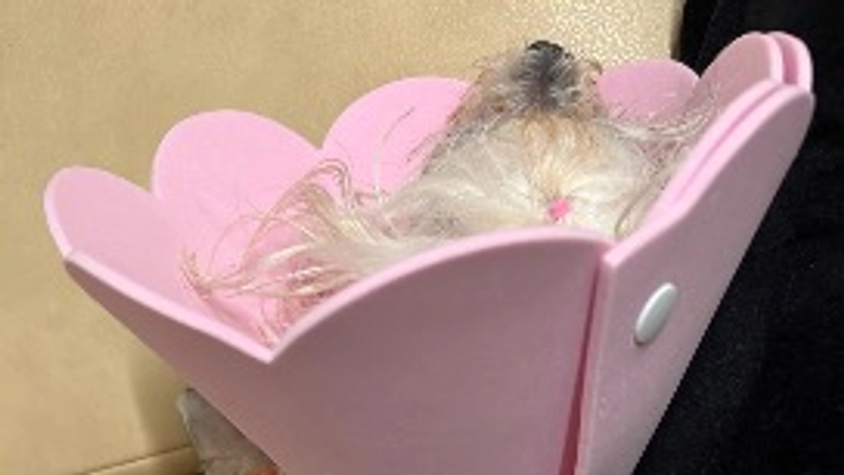 🆘🆘🆘クラファン残り15日💦💦💦発熱とマリの状況について