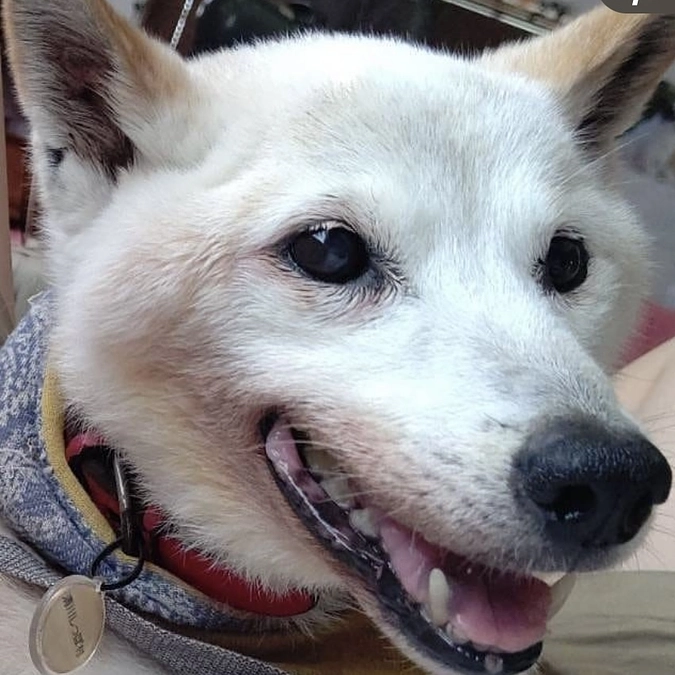 終了日まであと6日！レーベンがやってきたこと　老いても最期の時まで