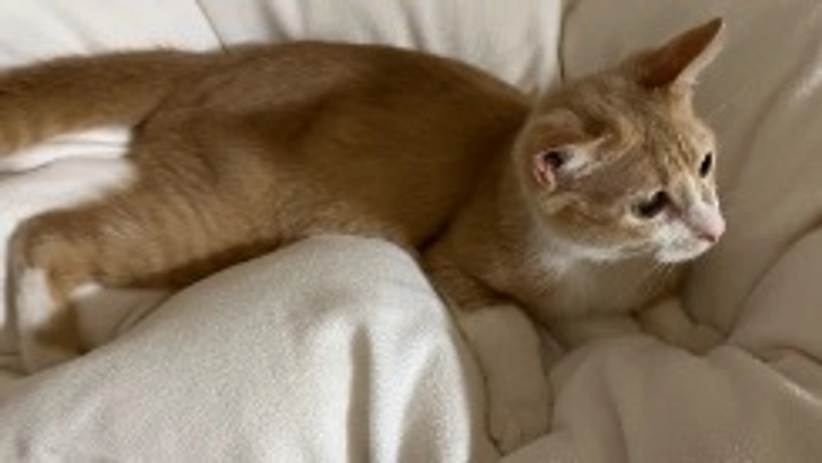 【定期診察６回目・血液検査】