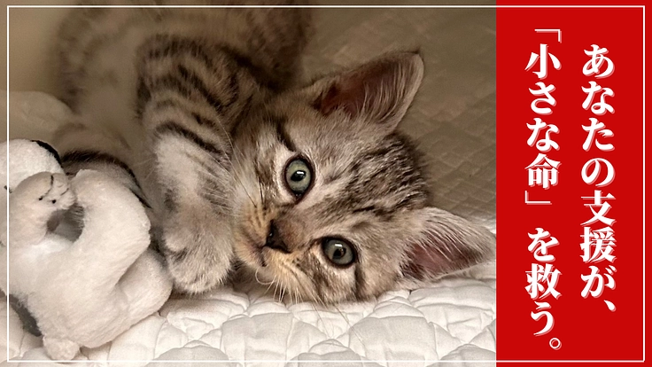 行き場のない猫たちに幸せな明日を届けたい。保護猫たちの医療費支援を