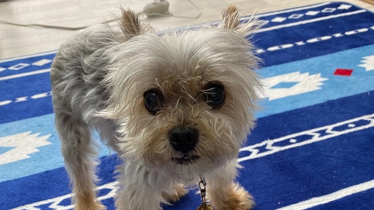 【至急】重度の気管虚脱で呼吸がしずらく手術が必要です。