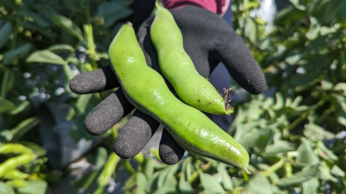 【野菜栽培レポート】一寸そら豆を収穫しました！