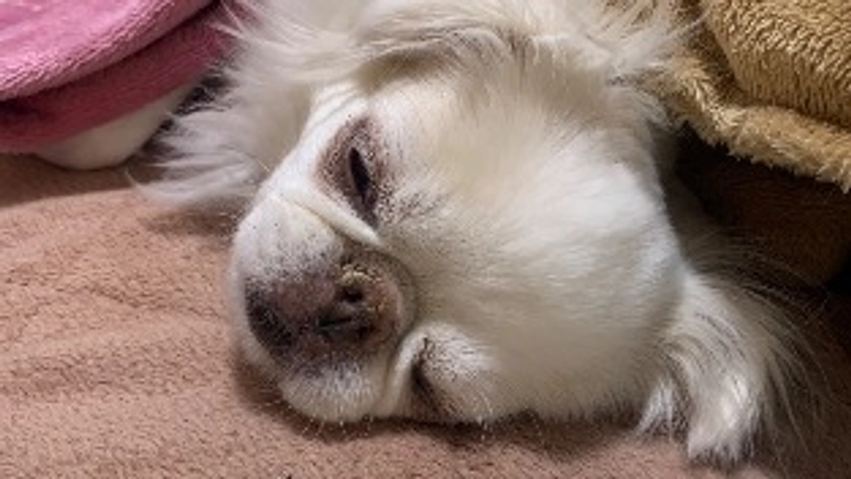 残り2日🐶‼️