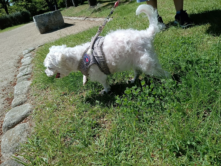 はなこ元気です