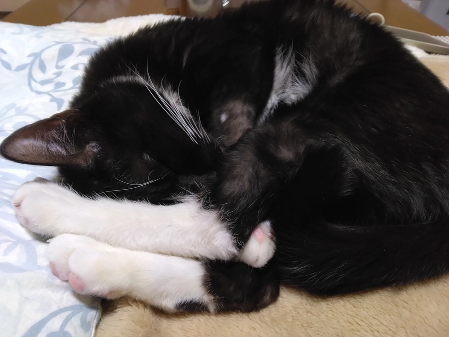 1/11はなちゃんの様子