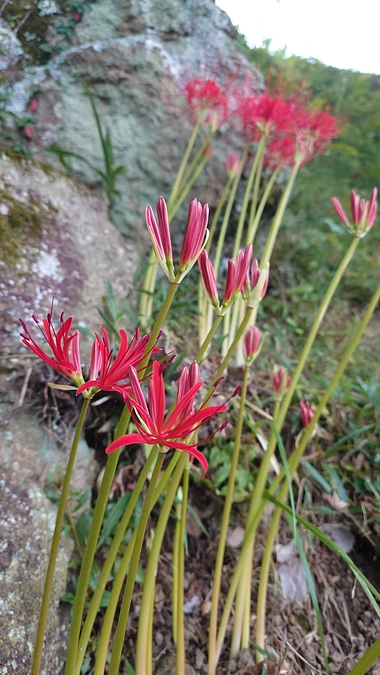 NHKにて、全国放送が決まりました！