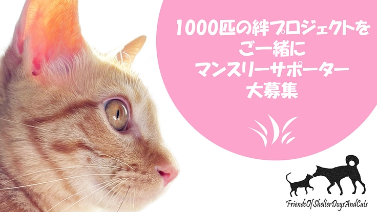1000匹の絆プロジェクトをご一緒に｜マンスリーサポーター大募集