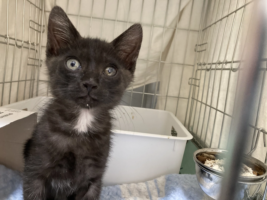 今年初の。。。