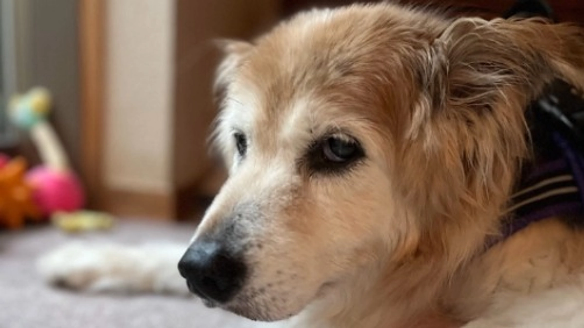 【現在52%！】スーパーおばあちゃんアイドル"きなこ"ちゃんも大応援！！