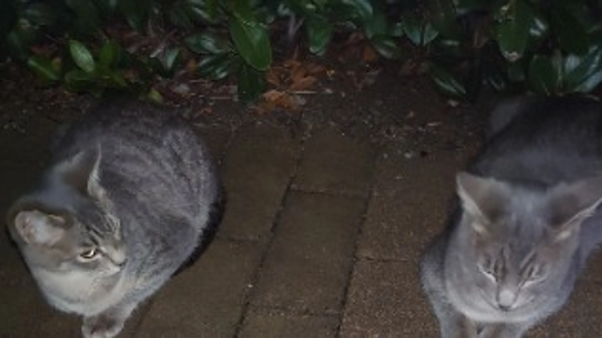 餌場に来なくなったにゃんこの件です。