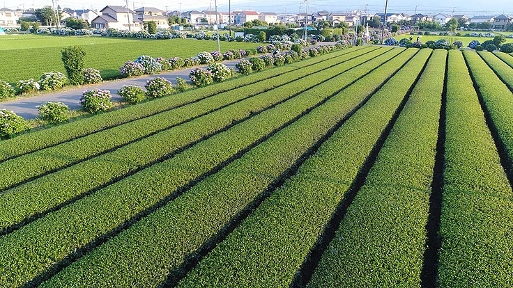 良質茶葉「開成MyTea」の事業継承とオリジナルブランド立ち上げ