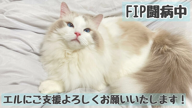 FIPという死の病と闘うエルにご支援をお願いいたします！