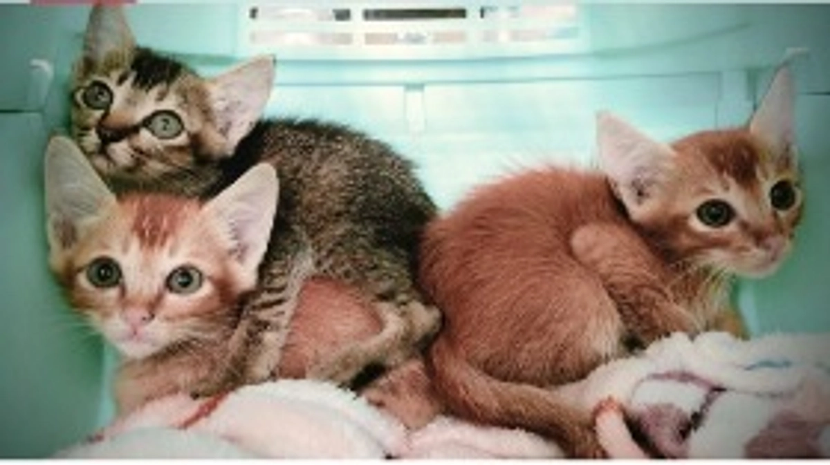 新たなプロジェクトの立ち上げにつきまして