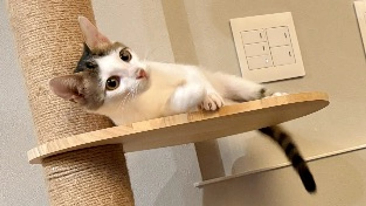 ごまさんのその後④