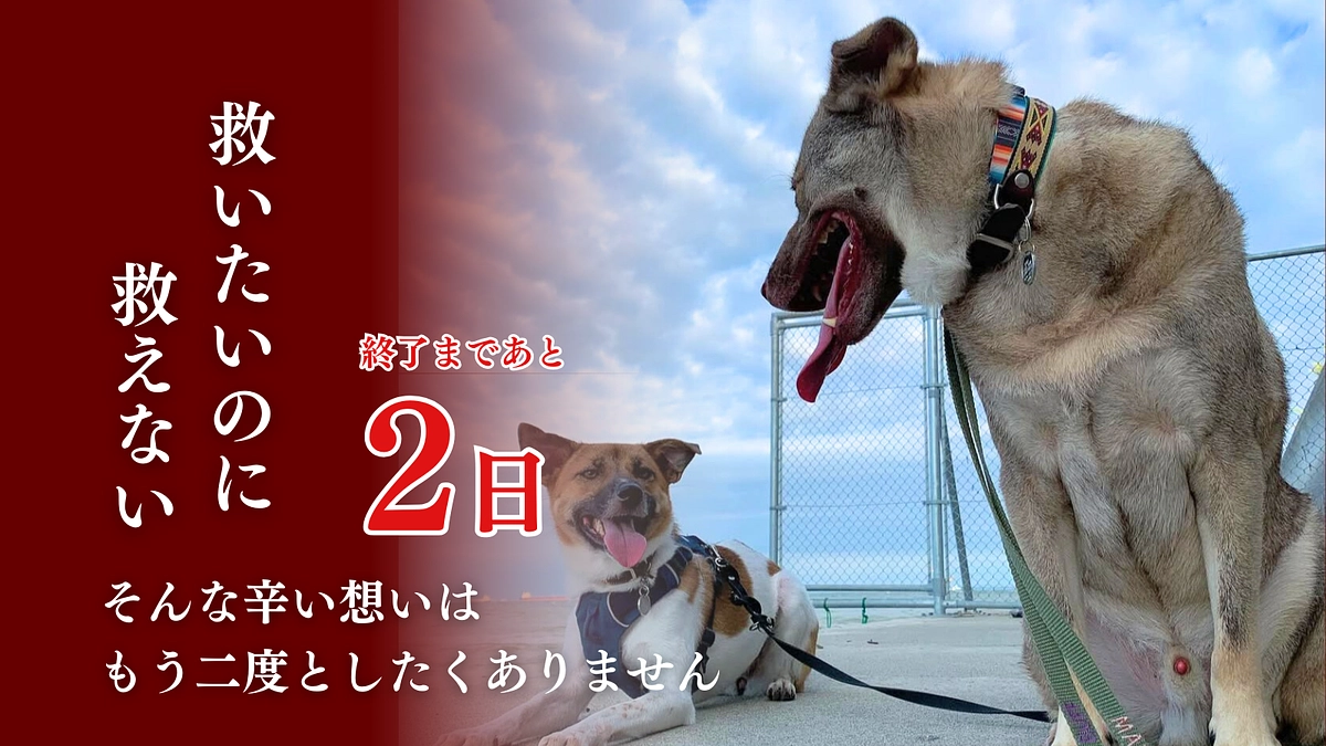 【残り2日】温かい応援メッセージが私たちの活動の励みになっています。