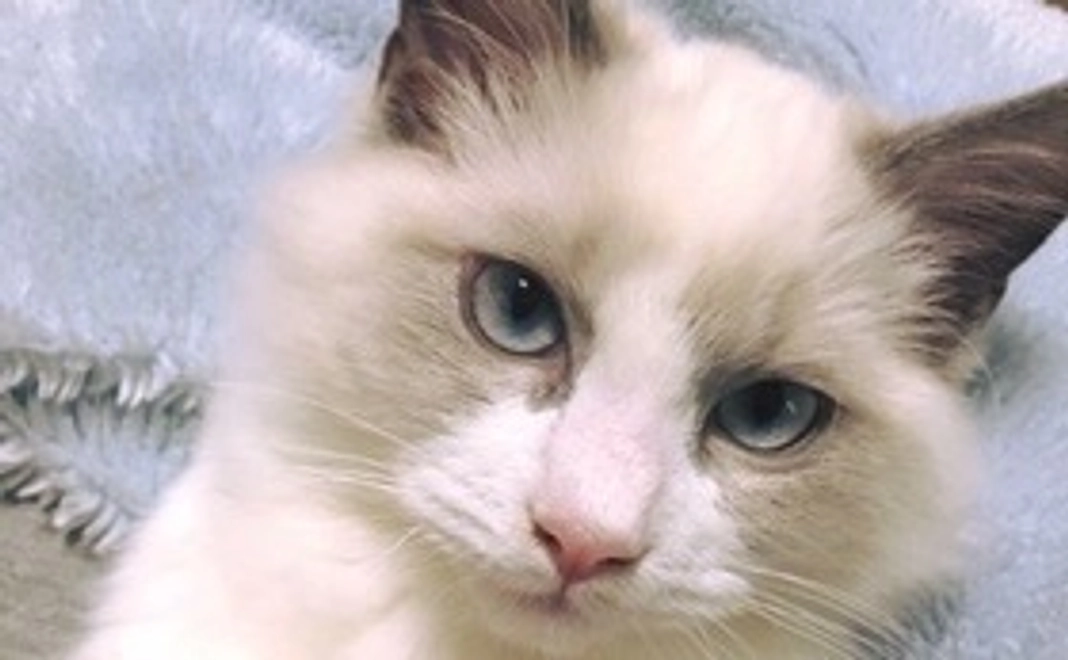 エース君応援コース:1000