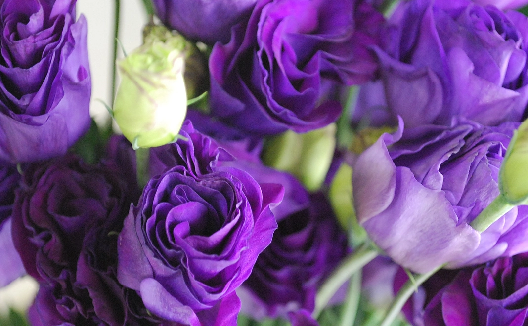 リターン不要な方向けお気持ちコース1万円