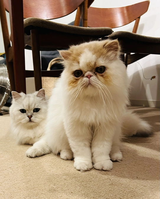 コハクくんガリガリだったけど体重増えました！