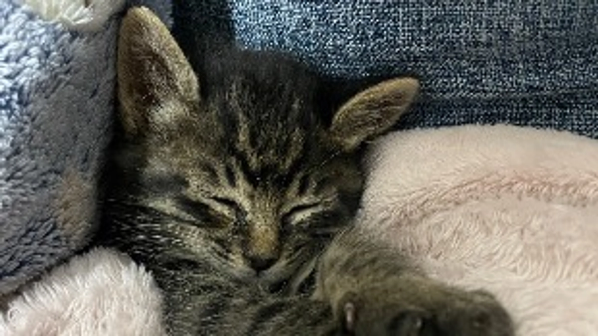 次回手術日が確定しました🐈