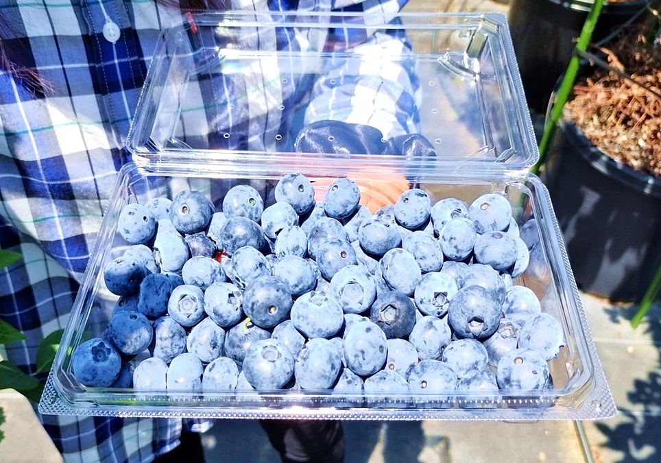 鉢上げ作業が完了！今週15日に開園します。