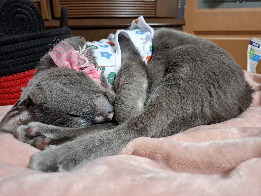 最近のステラの様子です