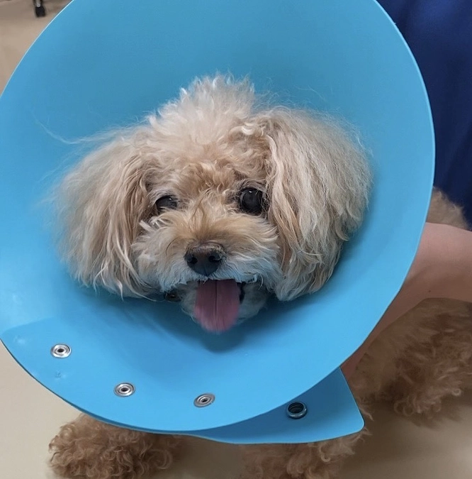 血液検査の結果は…