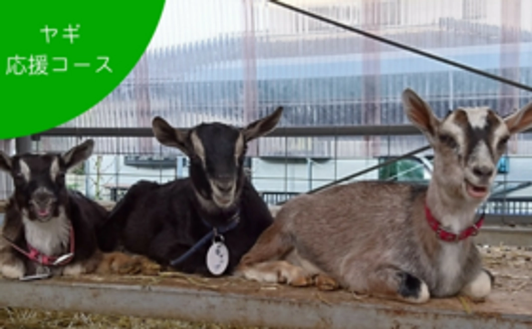 【皆さまからのご支援が大きな力に】ヤギ応援コース