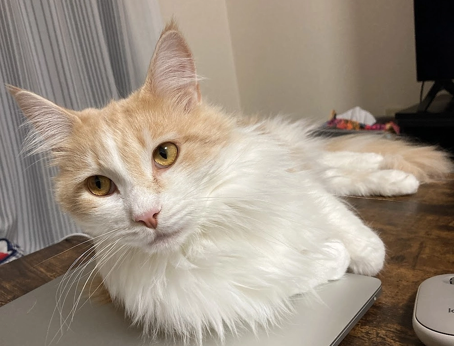 12/22経過観察37日目