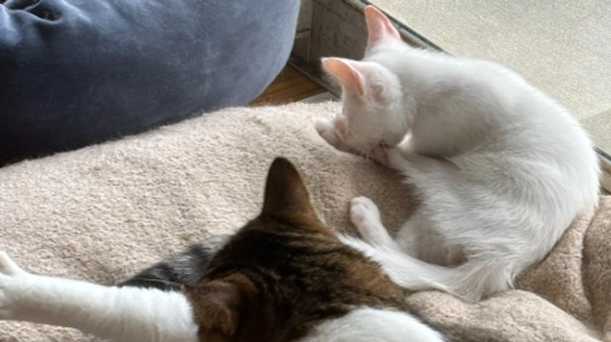 里親探しの状況