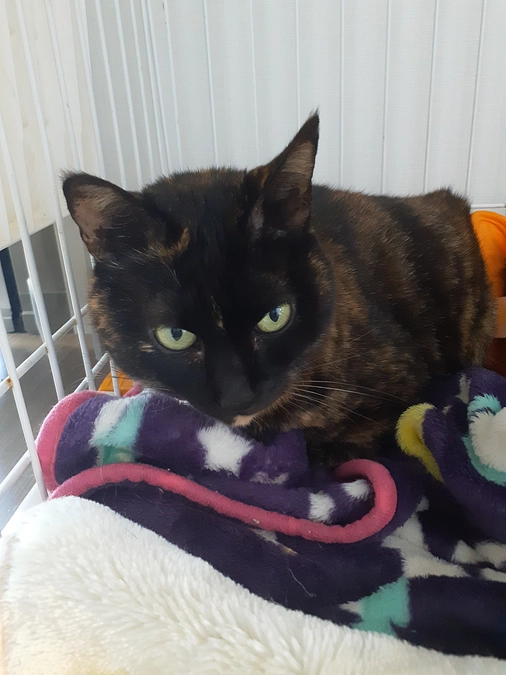 下半身半麻痺の【くるみちゃん】の膀胱炎