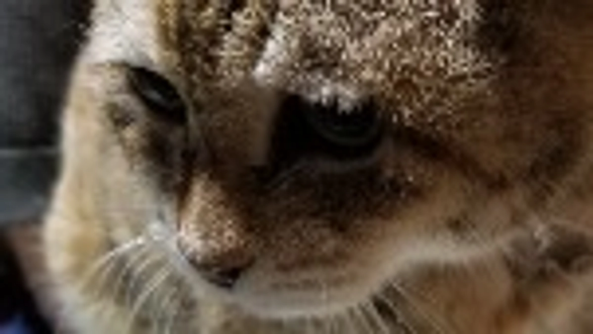 しゃーと帰ってきました。