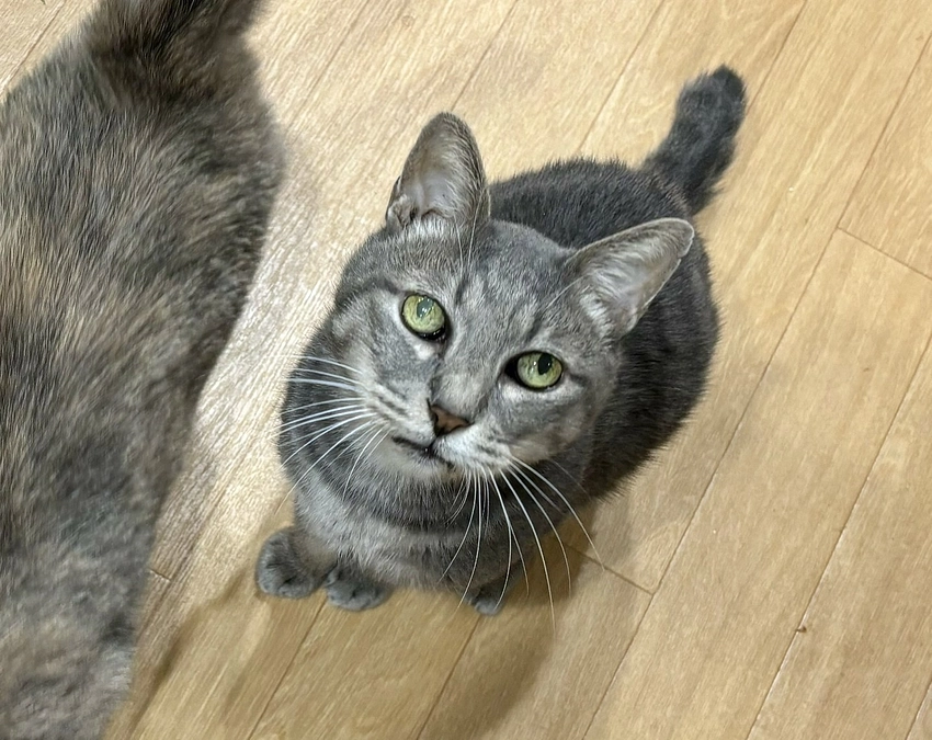 フェイス動物病院での一斉手術と相棒猫の事！！