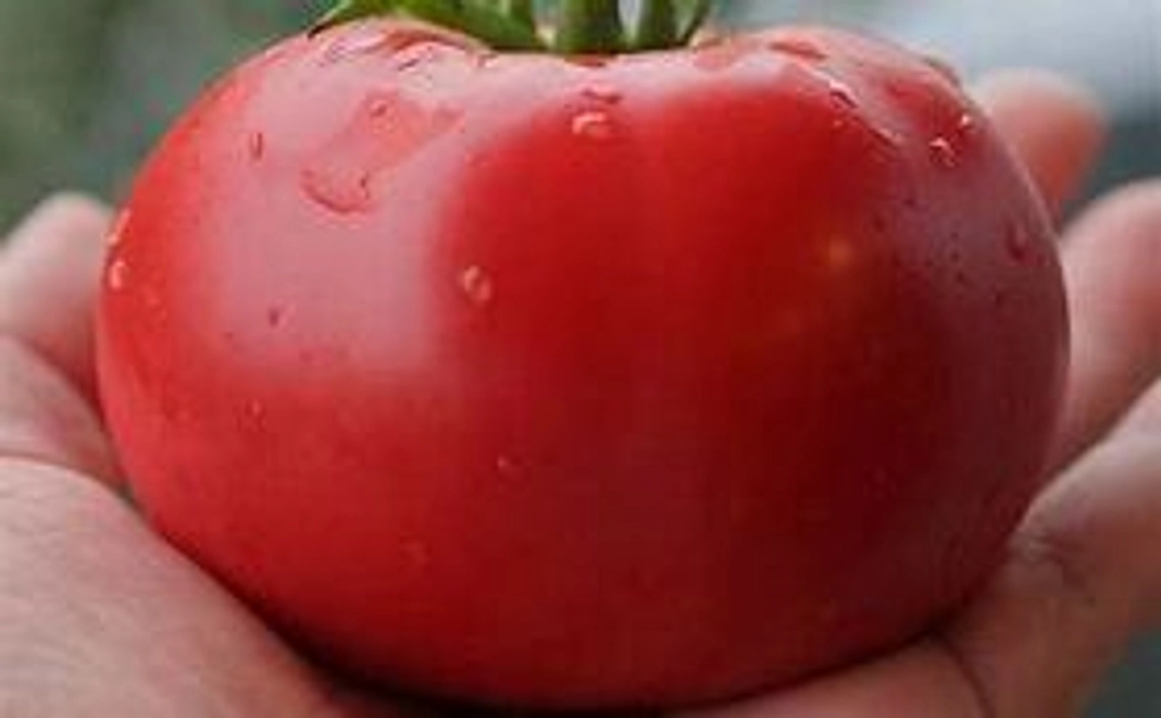 野菜のお礼と感謝の手紙