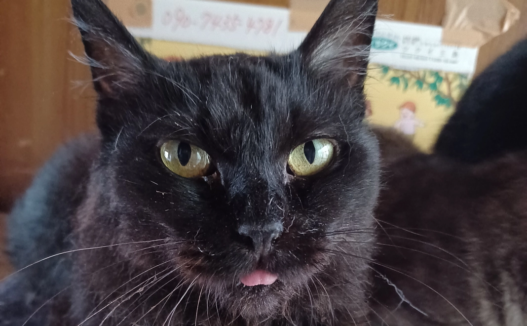 ✿感謝のメール✿