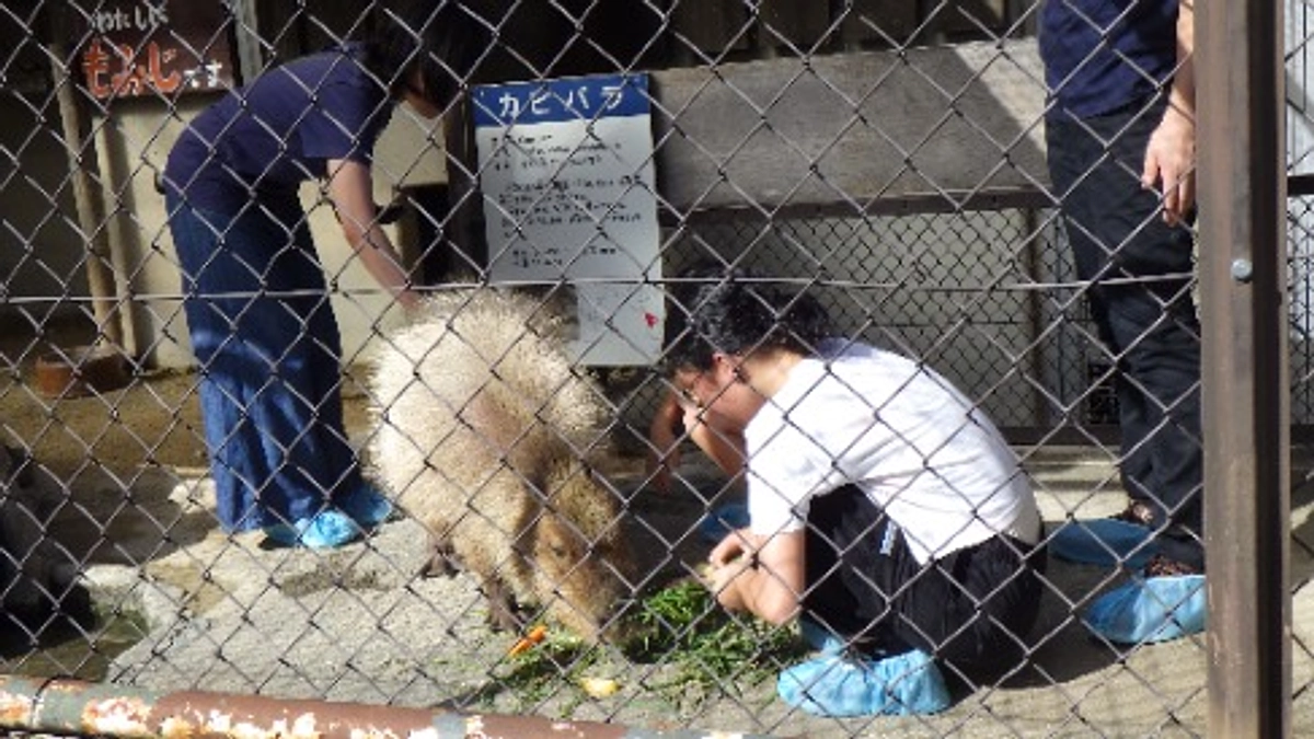 【活動報告73】リターン報告：カピバラとリスザルに舎内にてエサやり体験始まりました！