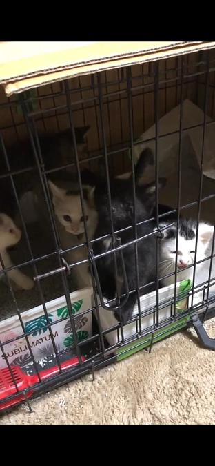 もう1匹の母ちゃん