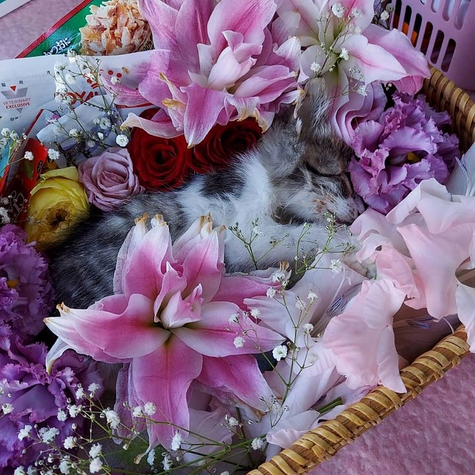 福くんがなくなりました。