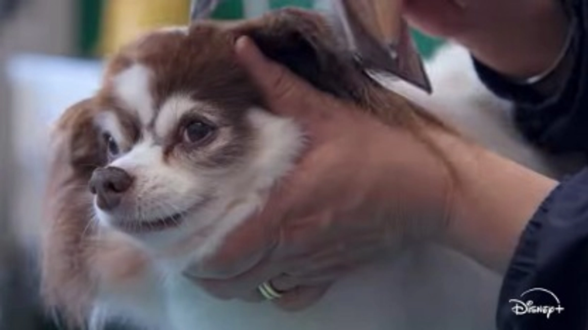 【シニアドッグサポーターで幸せになりました】心臓に疾患のある保護犬が里親に行き、ハリウッドデビュー？