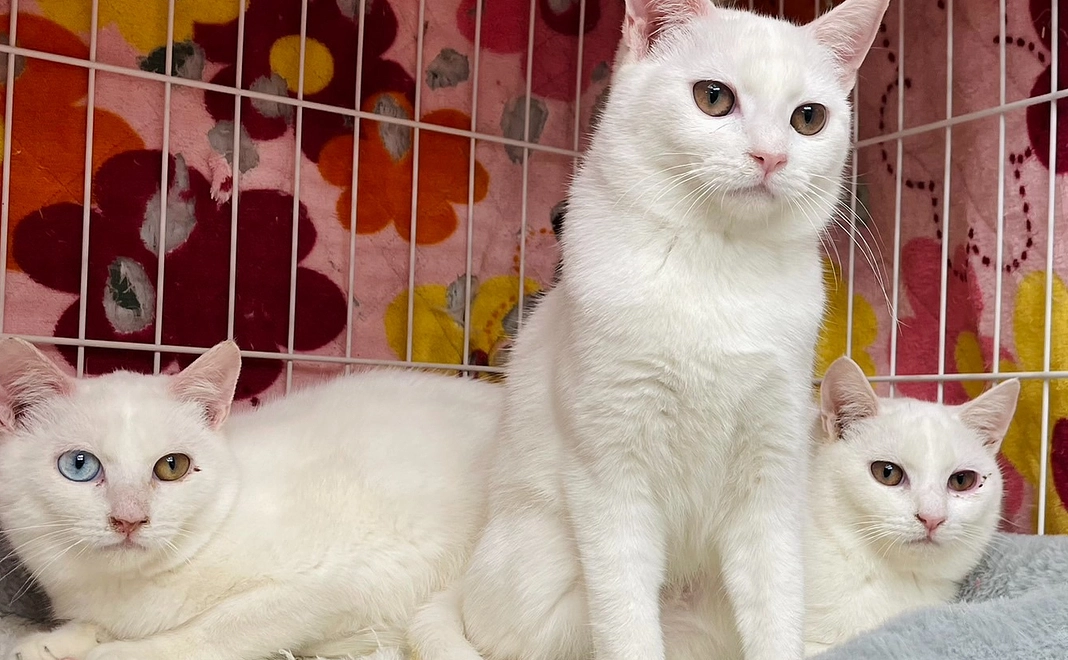 ソラネコせたな応援コース