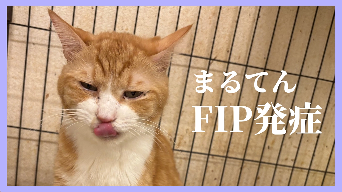 病気の猫ちゃんの治療