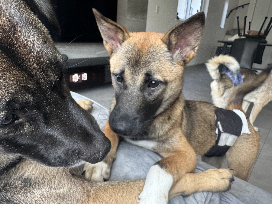 人間と動物の共存