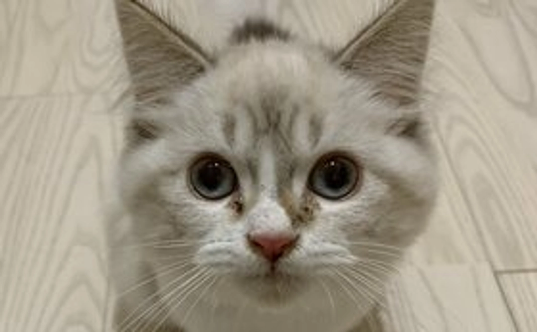 わた全額応援コース(500円)